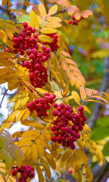 Herbstliches Laub Saisonaler Botanischer Hintergrund — Stockfoto