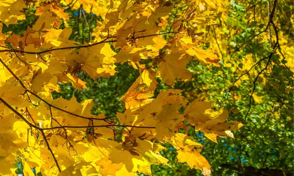 Paisagem Outono Fotografia Árvore Bordo Arbusto Com Folhas Lobadas Frutos — Fotografia de Stock