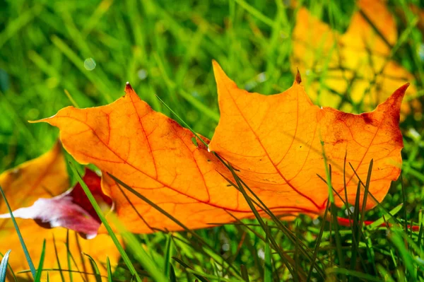 Fogliame Autunnale Sfondo Botanico Stagionale — Foto Stock