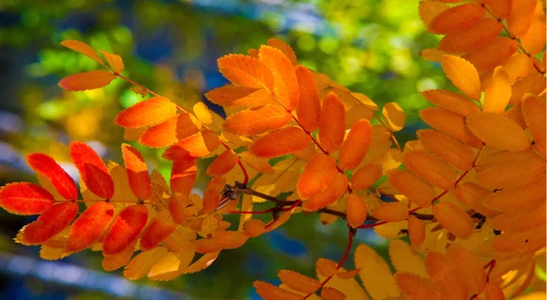 秋の紅葉 季節の植物の背景 — ストック写真