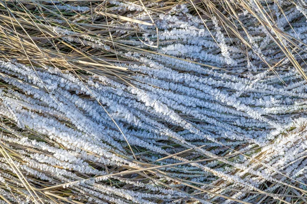 Mooi Botanisch Schot Natuurlijk Behang — Stockfoto