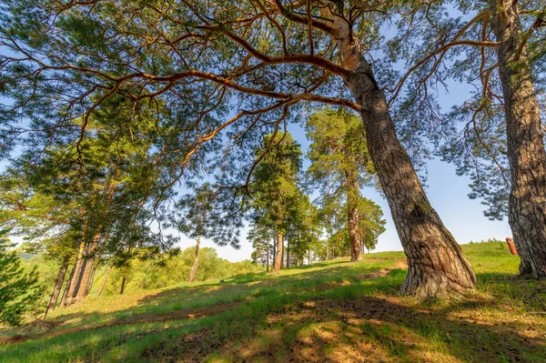 Grüner Frühling Landschaft Bei Tageslicht — Stockfoto