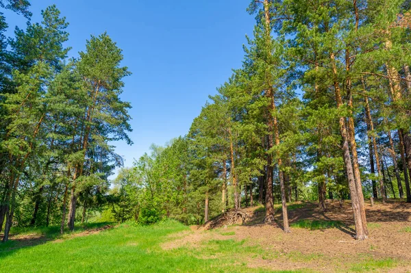 Grüner Frühling Landschaft Bei Tageslicht — Stockfoto