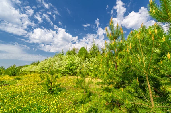 Green Spring Scene Landscape Daylight — Stock Photo, Image