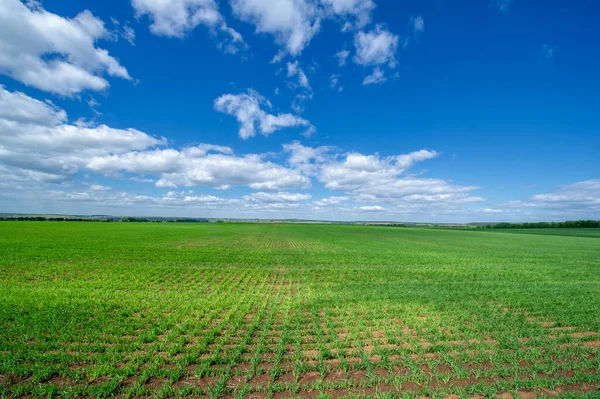 Yeşil ve bulutlu gökyüzü ile yaz manzarası