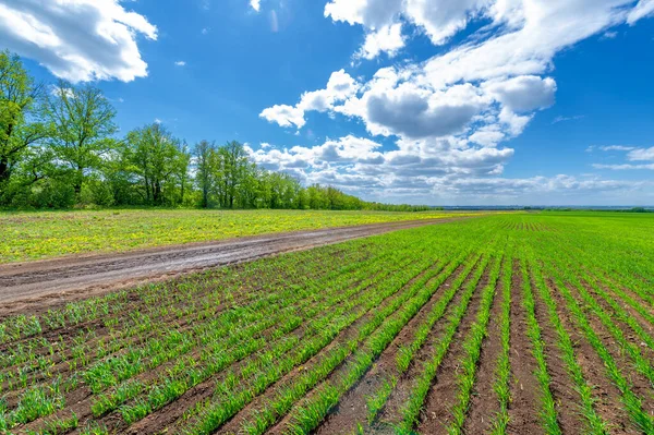 Yeşil ve bulutlu gökyüzü ile yaz manzarası