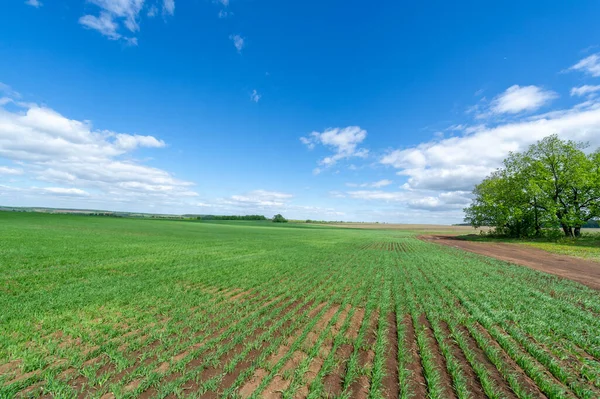 Yeşil bahar manzarası, gündüz manzarası.