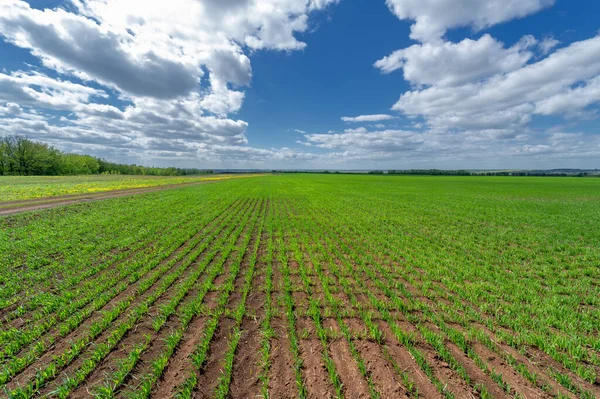 Yeşil ve bulutlu gökyüzü ile yaz manzarası