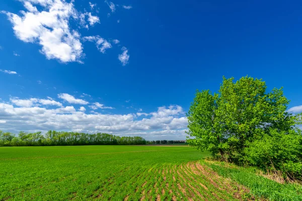 Paesaggio Estivo Con Verde Cielo Nuvoloso — Foto Stock