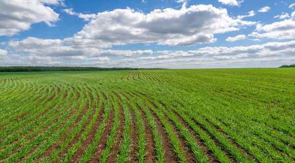 Yeşil ve bulutlu gökyüzü ile yaz manzarası