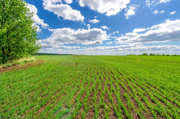 Sommerlandschaft Mit Viel Grün Und Bewölktem Himmel — Stockfoto