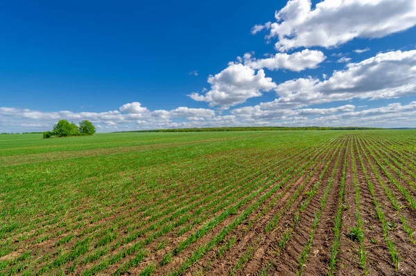 Yeşil ve bulutlu gökyüzü ile yaz manzarası