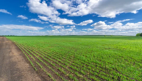 Yeşil ve bulutlu gökyüzü ile yaz manzarası
