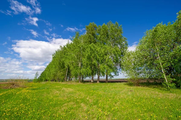 Grön Vårscen Landskap Dagsljus — Stockfoto