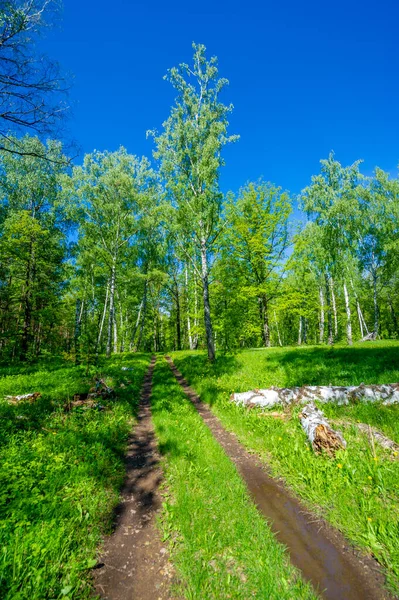 Yeşil bahar manzarası, gündüz manzarası.