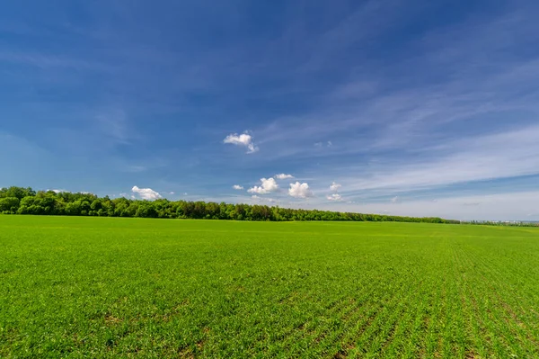 Los Cereales Invierno También Llamados Granos Invierno Cereales Otoño Granos — Foto de Stock