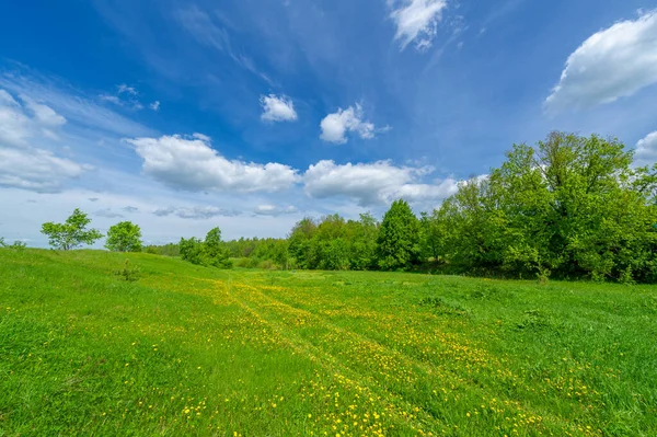 Summer Landscape Greenery Cloudy Sky — Stock Photo, Image