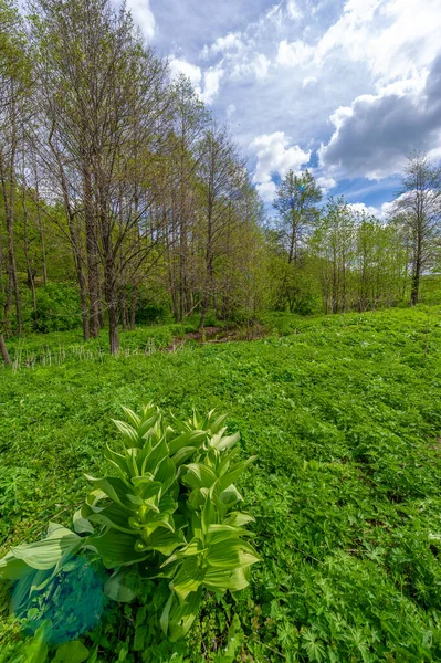 Yeşil ve bulutlu gökyüzü ile yaz manzarası
