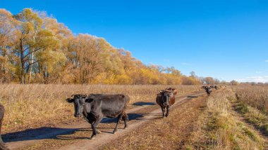 Gün ışığında güzel manzaranın resimsel görüntüsü