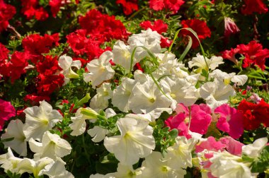 Güzel çiçekli fotoğraf, doğal duvar kağıdı.