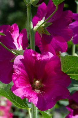 Mallow, yapraklı sebze şeklinde yenilebilir. Türkçe 'de Bégmeci olarak bilinen ağaç, Türkiye' de yaprakları bulgurla veya pirinçle doldurmak gibi çeşitli şekillerde sebze olarak kullanılır.