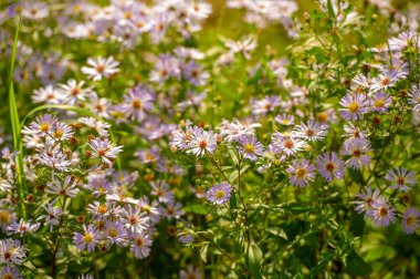 Güzel çiçekli fotoğraf, doğal duvar kağıdı.