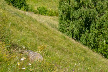 Gün ışığında güzel yaz manzarası