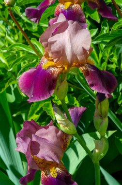 Iris 'in hak ettiği kadar popüler, narin taç yaprakları, mayıs ve haziran aylarında yaprakları muhteşem kokulu çiçekleri ve kılıç şeklinde gri-yeşil yaprakların hayranları var.. 