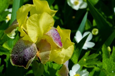 Iris 'in hak ettiği kadar popüler, narin taç yaprakları, mayıs ve haziran aylarında yaprakları muhteşem kokulu çiçekleri ve kılıç şeklinde gri-yeşil yaprakların hayranları var.. 
