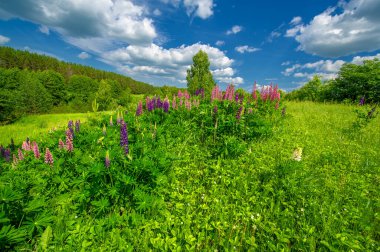 Gün ışığında güzel yaz manzarası