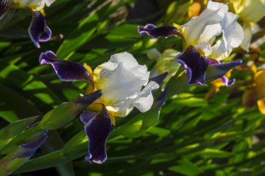 Iris 'in hak ettiği kadar popüler, narin taç yaprakları, mayıs ve haziran aylarında yaprakları muhteşem kokulu çiçekleri ve kılıç şeklinde gri-yeşil yaprakların hayranları var.. 