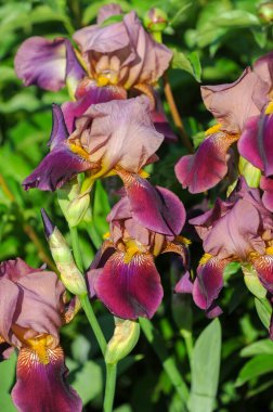 Iris 'in hak ettiği kadar popüler, narin taç yaprakları, mayıs ve haziran aylarında yaprakları muhteşem kokulu çiçekleri ve kılıç şeklinde gri-yeşil yaprakların hayranları var.. 
