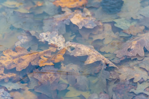 Осеннее Фото Разноцветные Дубовые Листья Бассейне Водой Замерзший Лед Воде — стоковое фото