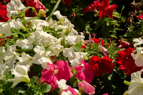 Vacker Blommor Skott Naturliga Tapeter — Stockfoto