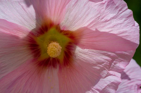 Schöne Florale Aufnahme Natürliche Tapete — Stockfoto