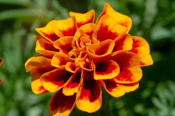 Krásný Květinový Záběr Přírodní Tapety — Stock fotografie