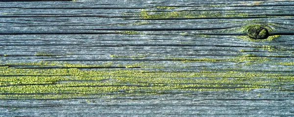 Alghe Licheni Muschio Una Tavola Legno Formano Spesso Verdi Grigi — Foto Stock
