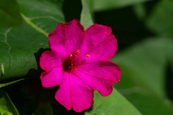 Beautiful Botanical Shot Natural Wallpaper — Stock Photo, Image