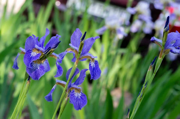 Iris Merecidamente Popular Tem Pétalas Delicadas Flores Levemente Perfumadas Com — Fotografia de Stock