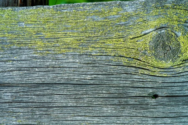 苔と古い木 コンテキスト フィールド — ストック写真