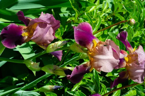 Iris Merecidamente Popular Tiene Pétalos Delicados Flores Ligeramente Fragantes Con —  Fotos de Stock