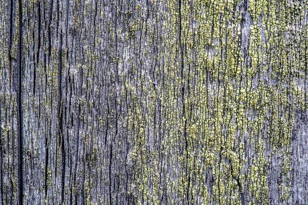 Textura Fundo Árvore Velha Com Musgo Contexto Afeiçoado Folha Campo — Fotografia de Stock