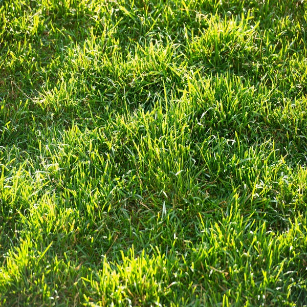 Profundidade Rasa Desfocada Campo Grama Prado Vegetação Que Consiste Plantas — Fotografia de Stock