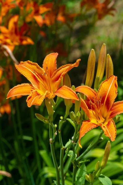 Mooie Bloemen Schot Natuurlijk Behang — Stockfoto