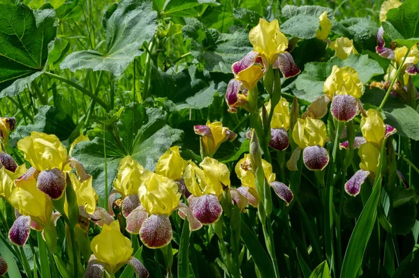 アイリス人気がある それは繊細な花びらを持っています 5月と6月に壮大な皿状の花びらと灰色の緑の葉のファン剣の形をした香りの良い花 — ストック写真