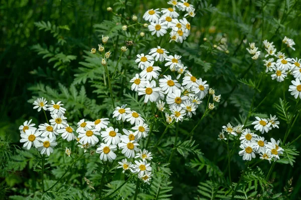 Beautiful Botanical Shot Natural Wallpaper — Stock Photo, Image