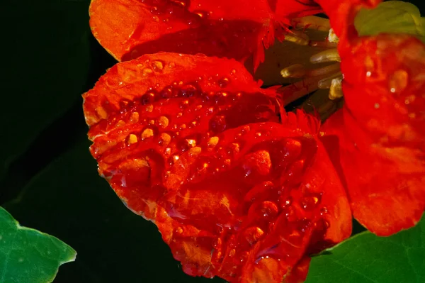 Nastúrcio Esta Vinha Escalada Popular Tem Flores Amarelas Alaranjadas Vermelhas — Fotografia de Stock