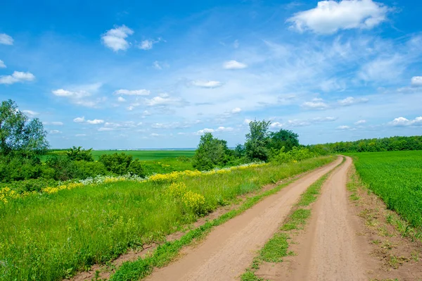 Hermoso Paisaje Verano Escena Luz Del Día —  Fotos de Stock