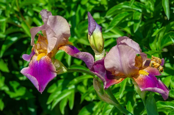 Iris Merecidamente Popular Tiene Pétalos Delicados Flores Ligeramente Fragantes Con —  Fotos de Stock
