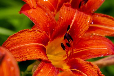 Güzel çiçekli fotoğraf, doğal duvar kağıdı.